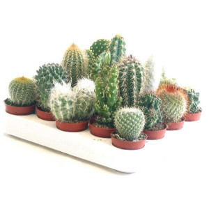 Кактусы микс 5 см.